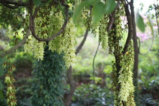 禾雀花