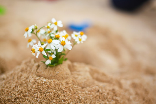 沙滩上的雏菊