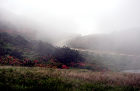 雾中映山红