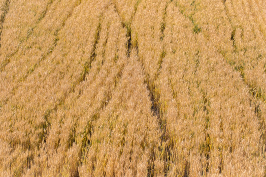 小麦 麦子