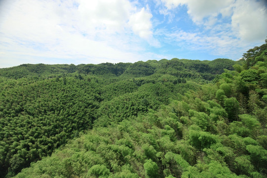 蜀南竹海全景 竹林