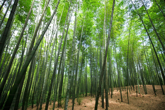 竹林 竹海 竹子