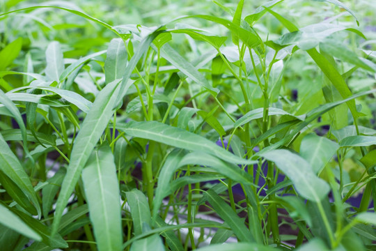 空心菜种植