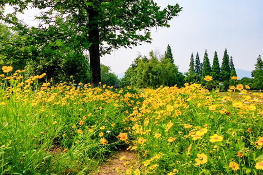 金鸡菊