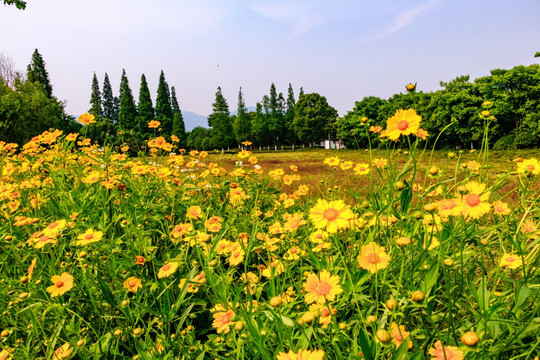 田边菊花