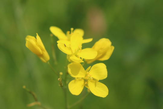 油菜花