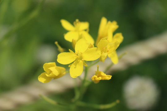 油菜花