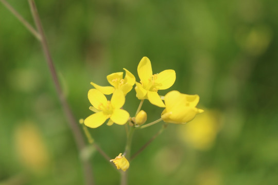 油菜花