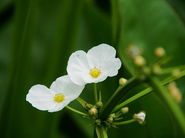 水生植物 白色 小花 清新
