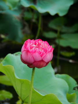 莲花 荷叶 花蕾 背景