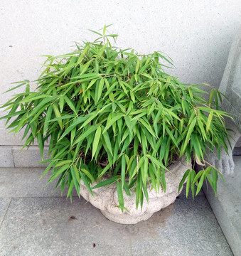 盆栽竹子