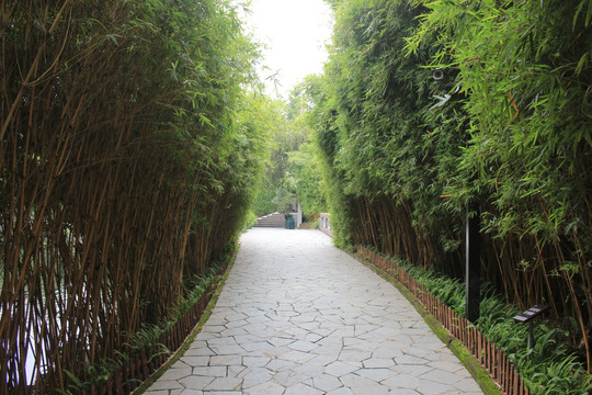 竹林风景