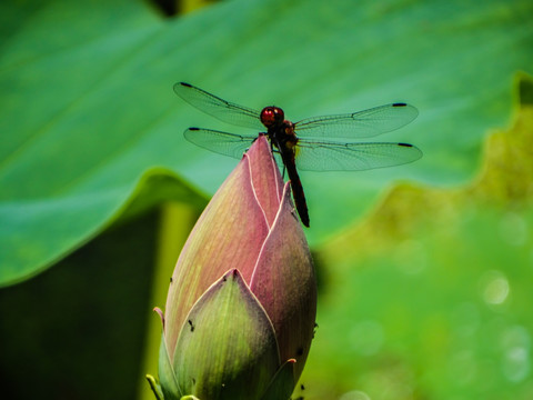 蜻蜓