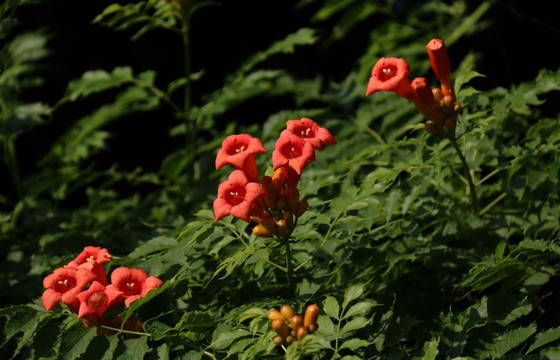 凌霄花