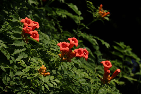 凌霄花