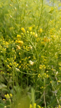 野花