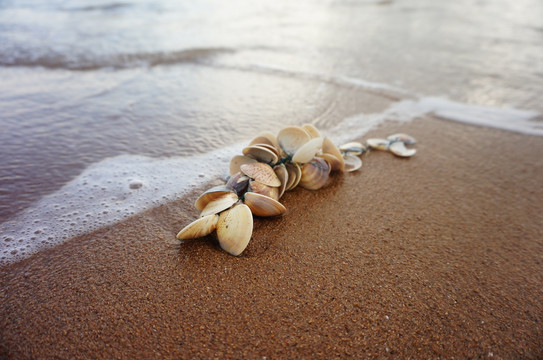 海滩沙滩贝壳
