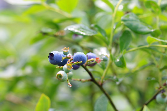 蓝莓 种植
