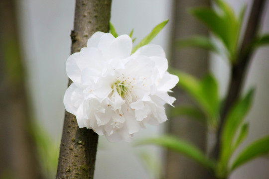 樱花