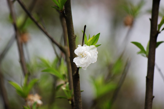 樱花