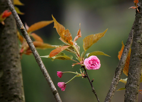 樱花