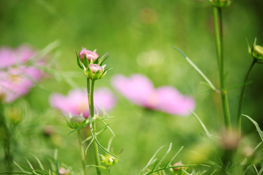 格桑花
