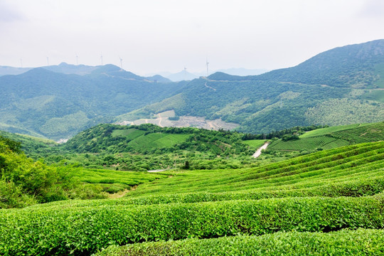 茶园风光 茶叶产区