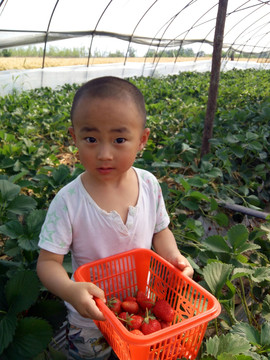 调皮小孩 摘草莓