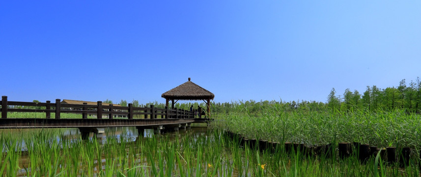 湿地公园栈桥