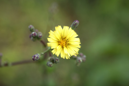 花色的小花 微距