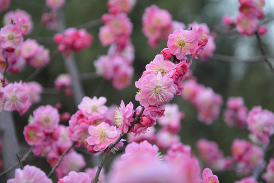 樱花