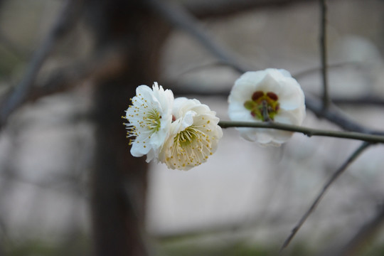 梨花