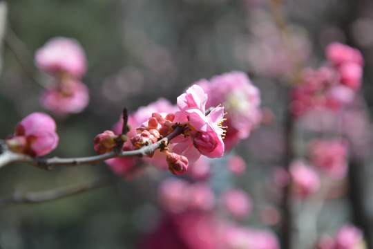 樱花