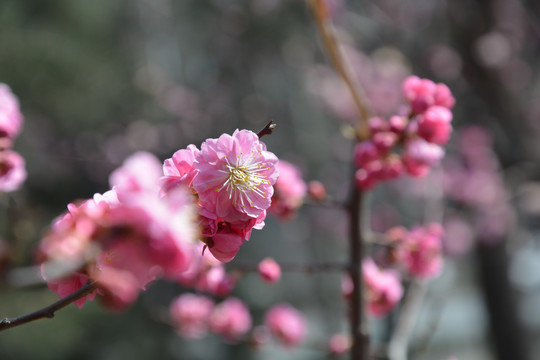 樱花