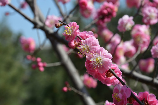 樱花