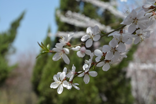 梨花