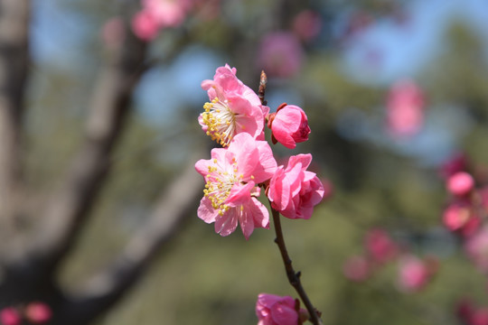 樱花