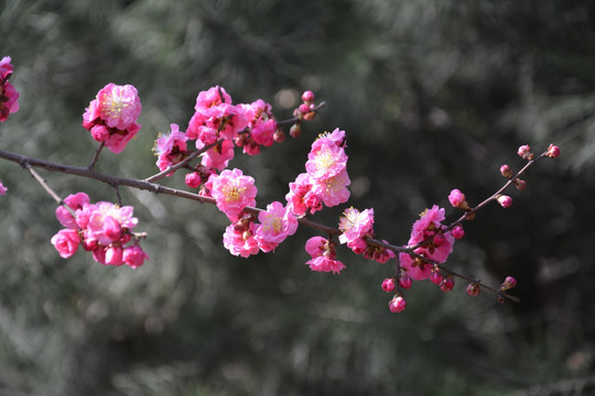 樱花