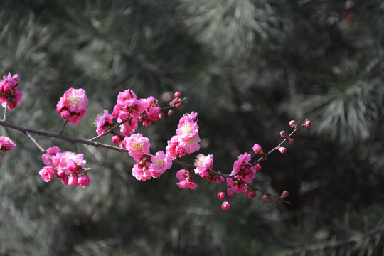 樱花