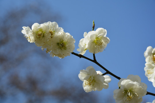 梨花