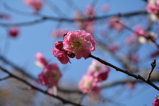 樱花