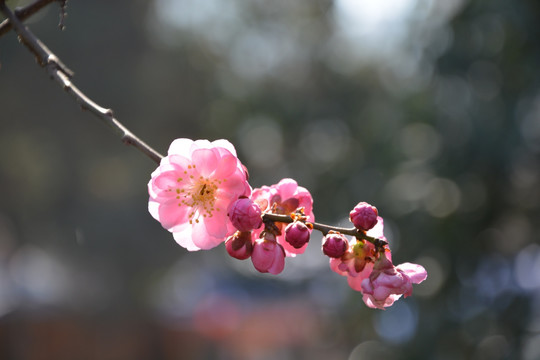 樱花