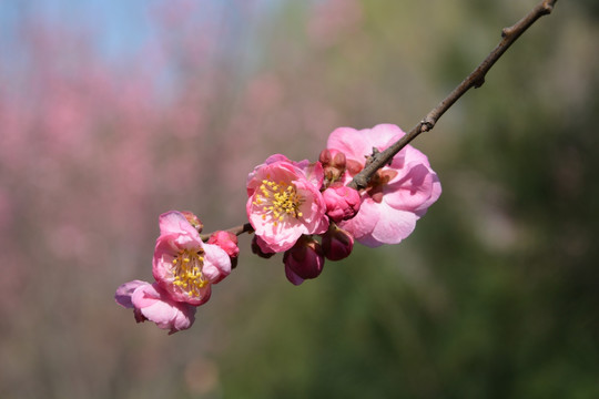 樱花