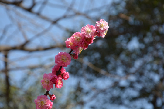 樱花