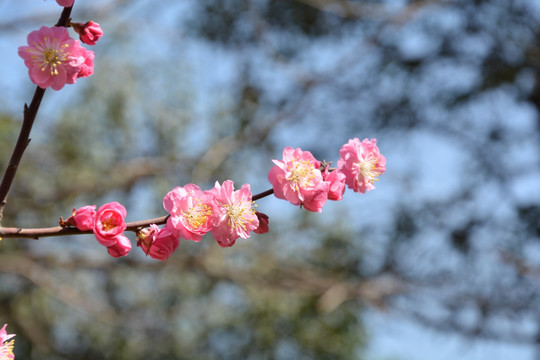 樱花