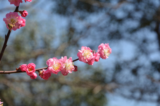 樱花