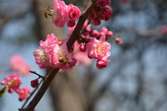 樱花