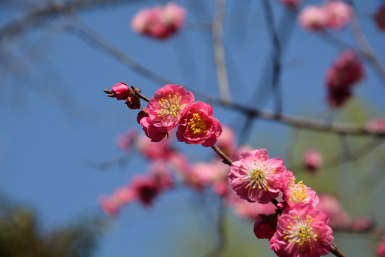 樱花