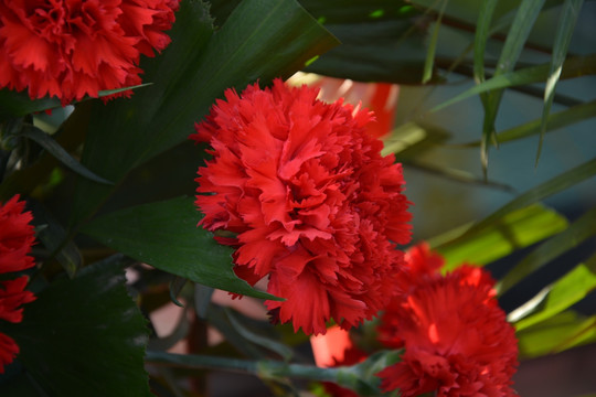 铁绒花