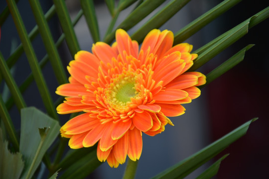 向阳花